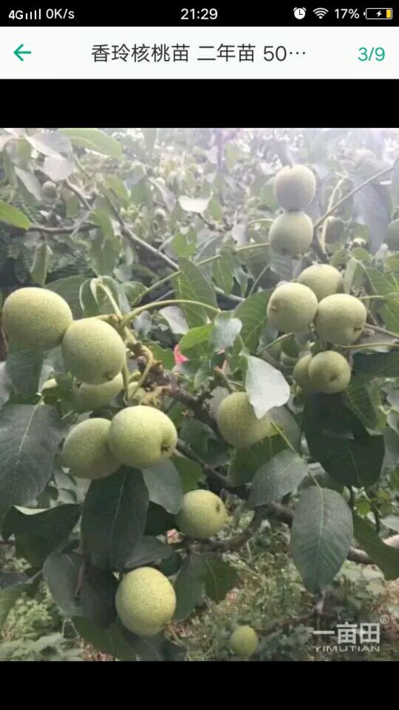 香玲核桃苗50~100cm1~2年