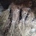 红阳猕猴桃苗0.1~0.2cm30~35cm嫁接苗