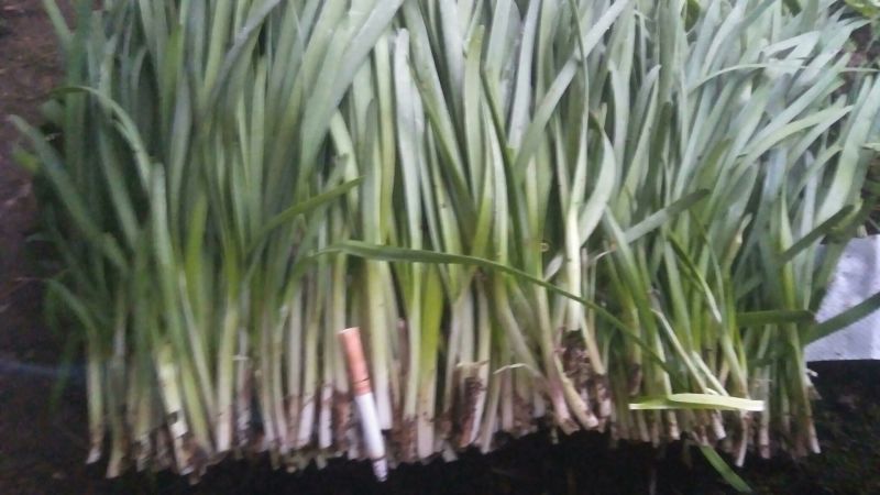 汉中韭王二茬