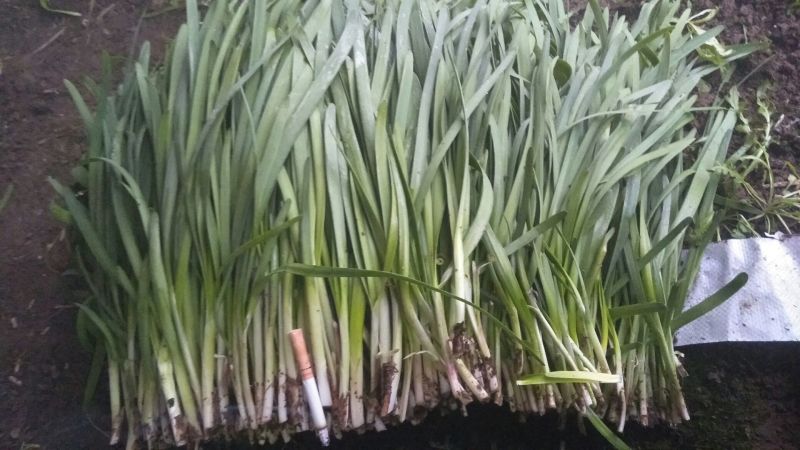 汉中韭王二茬