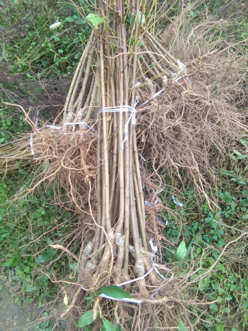 青脆李子苗30~40cm