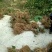 猕猴桃苗实生苗0.1~0.2cm30cm以下
