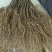 猕猴桃苗0.4~0.6cm30~35cm实生苗