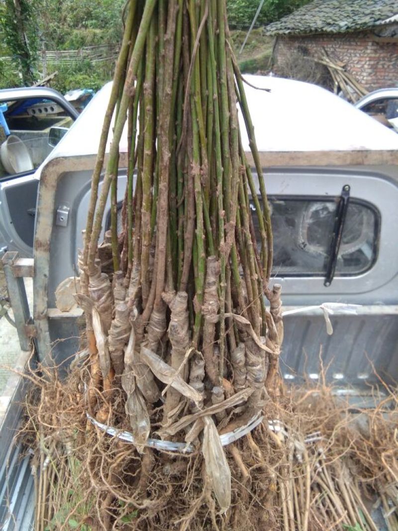 脆红李子树苗20~30cm