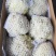 松花802~3斤散花乳白