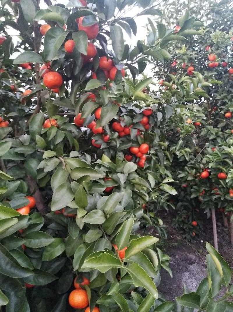 精品荔蒲沙糖桔，果园精选采摘新鲜发货，保质保量，欢迎咨询
