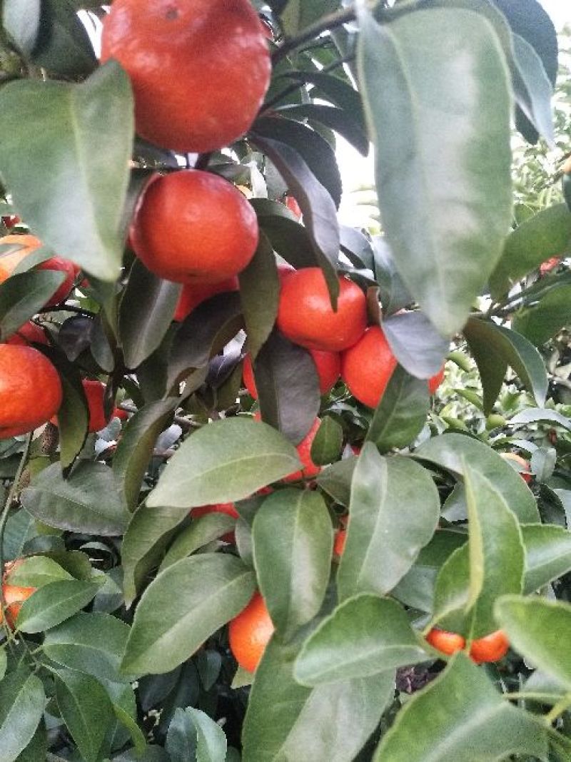 精品荔蒲沙糖桔，果园精选采摘新鲜发货，保质保量，欢迎咨询