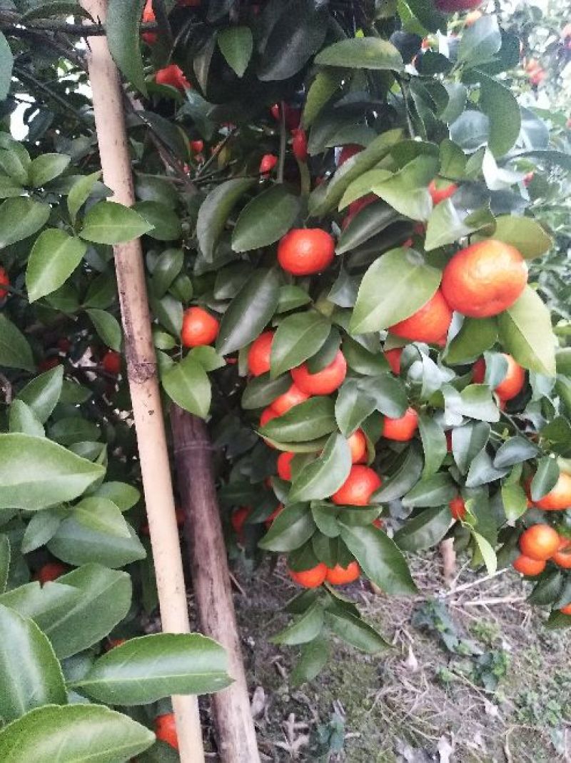精品荔蒲沙糖桔，果园精选采摘新鲜发货，保质保量，欢迎咨询