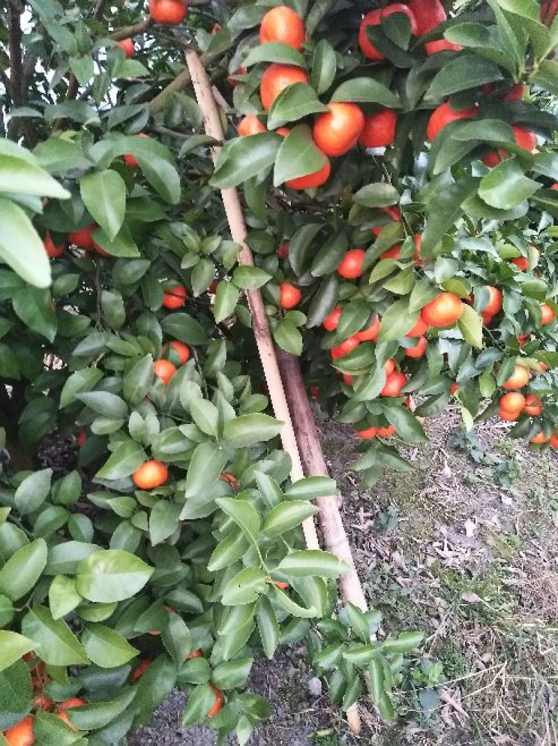 精品荔蒲沙糖桔，果园精选采摘新鲜发货，保质保量，欢迎咨询