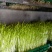 松柳芽苗菜包装