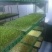 松柳芽苗菜包装