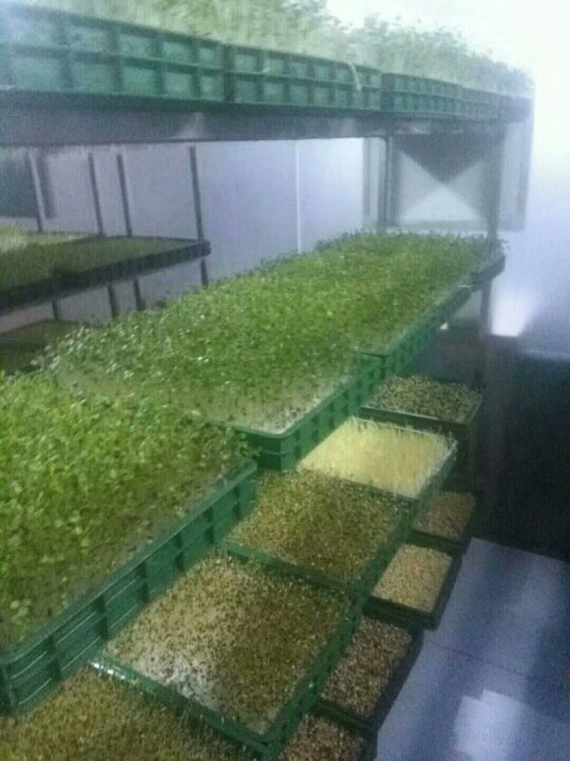松柳芽苗菜包装