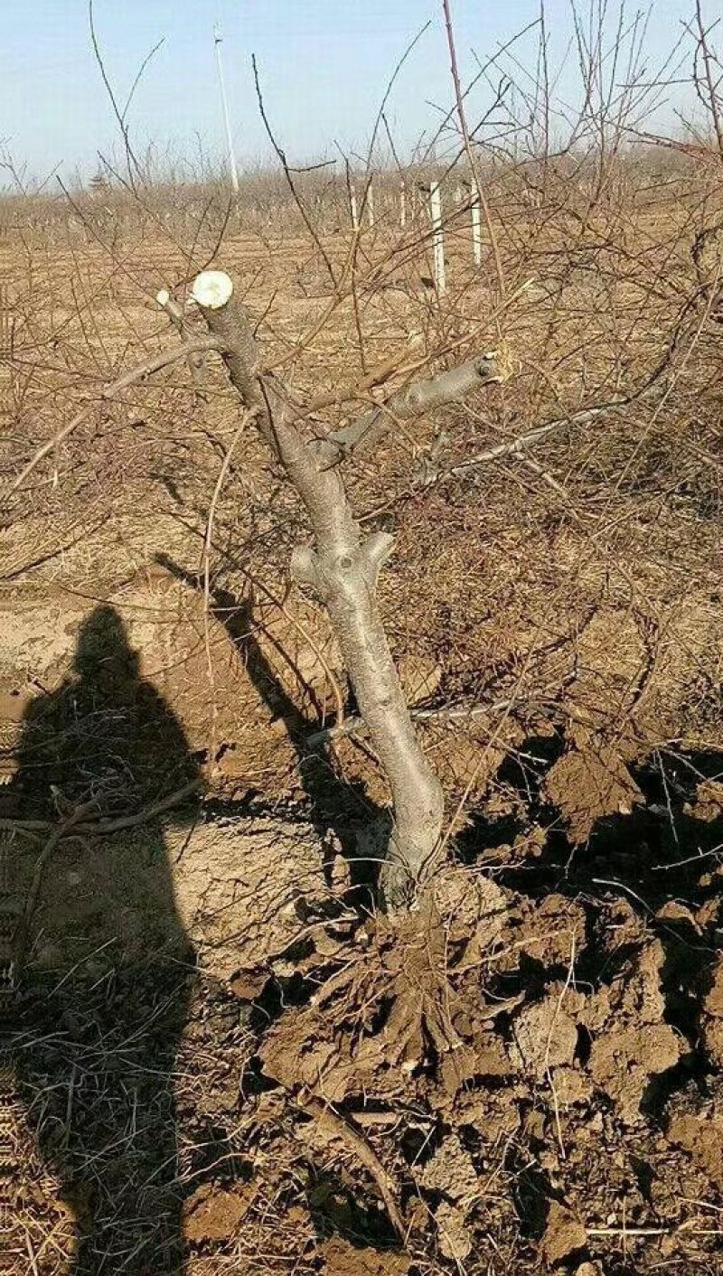 占地桃树6~8cm0.5~1米