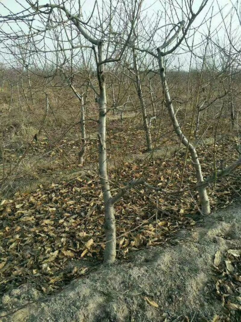 占地桃树6~8cm0.5~1米