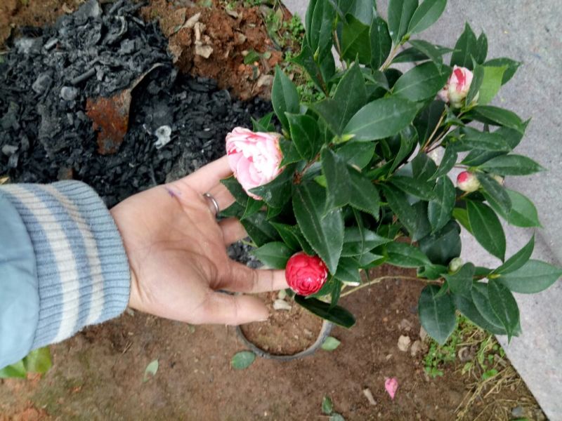 老兵苗圃茶花树五色赤丹茶花