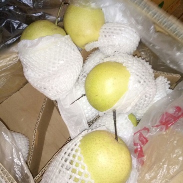 雪梨450~500g纸箱