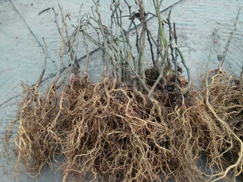 猕猴桃苗实生苗0.4~0.6cm30cm以下