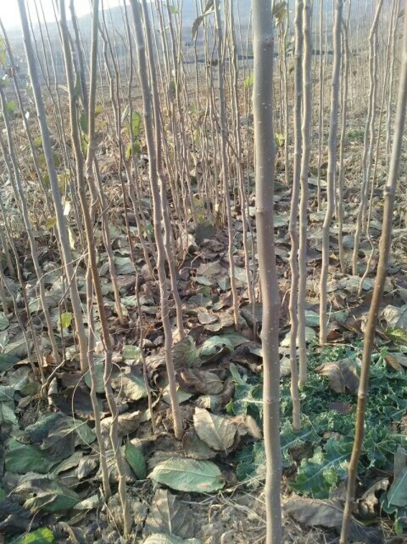 河南三门峡优质杜仲苗