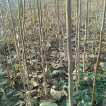 河南三门峡优质杜仲苗