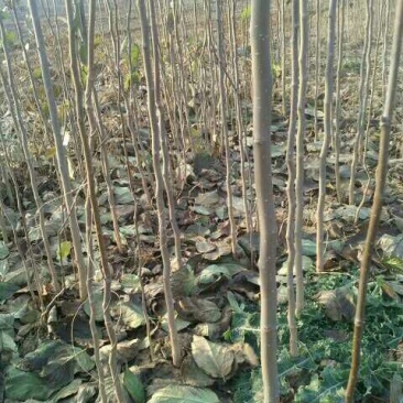 河南三门峡优质杜仲苗