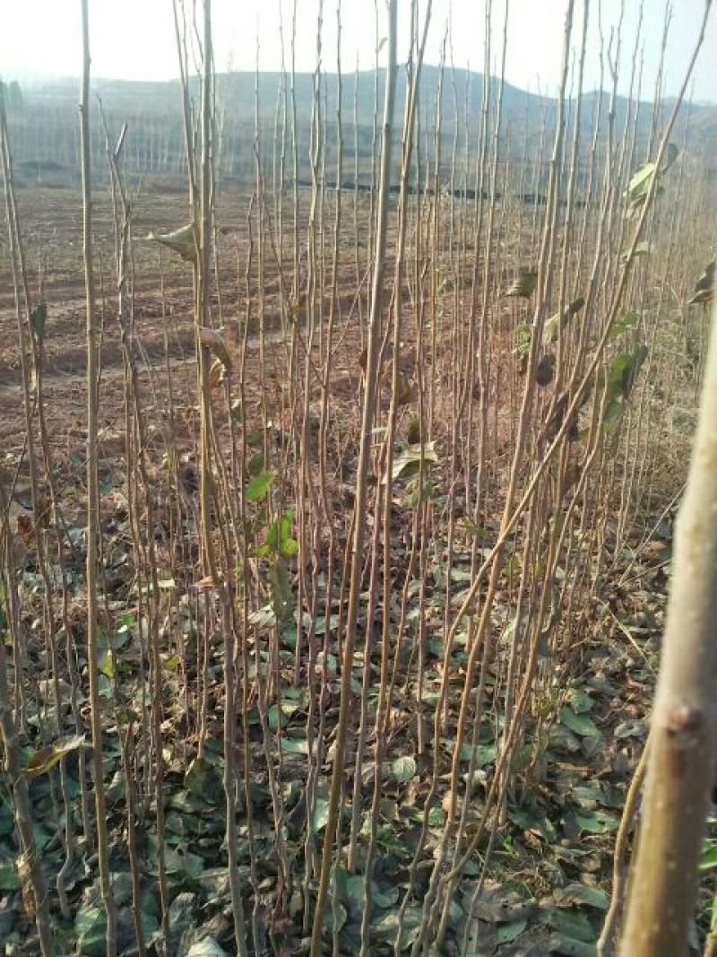 河南三门峡优质杜仲苗