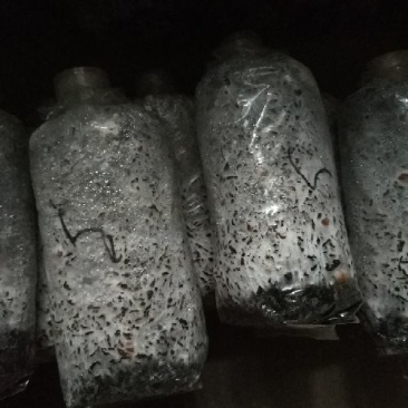 平菇菌种原种