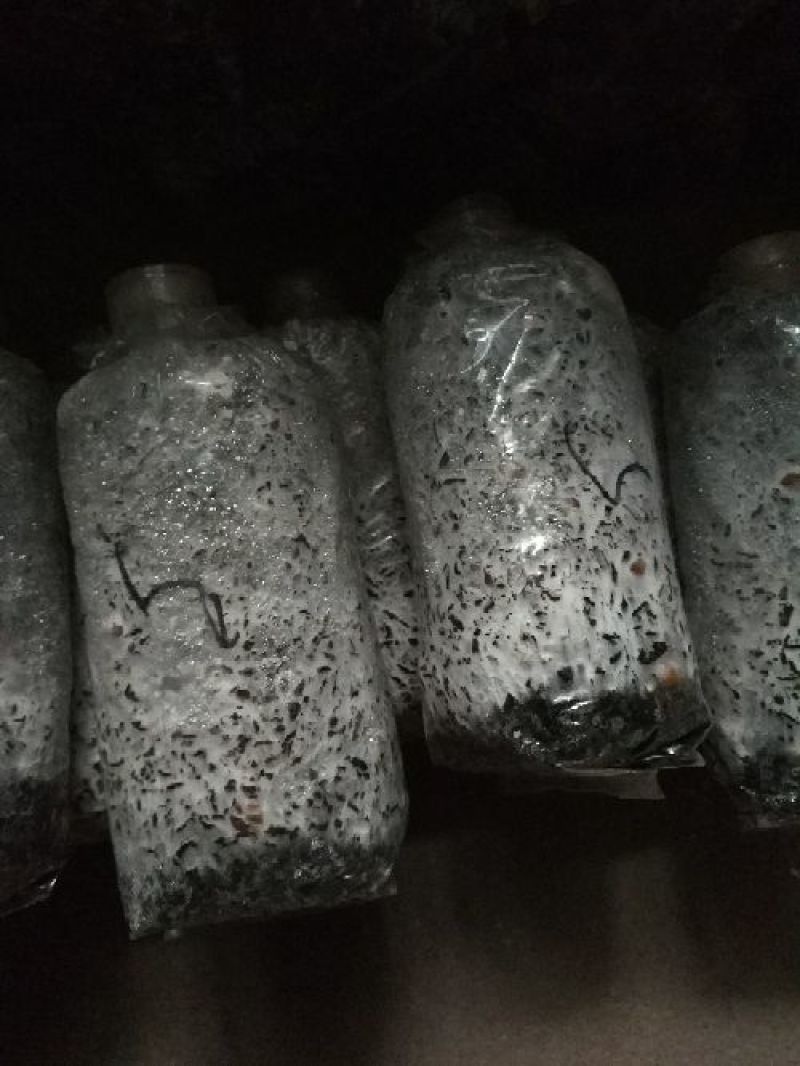 平菇菌种原种