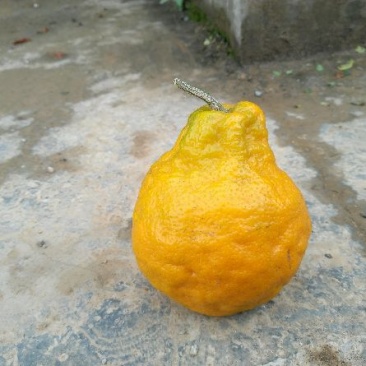 泸溪柑桔6.5~7cm