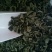 黑木耳一级