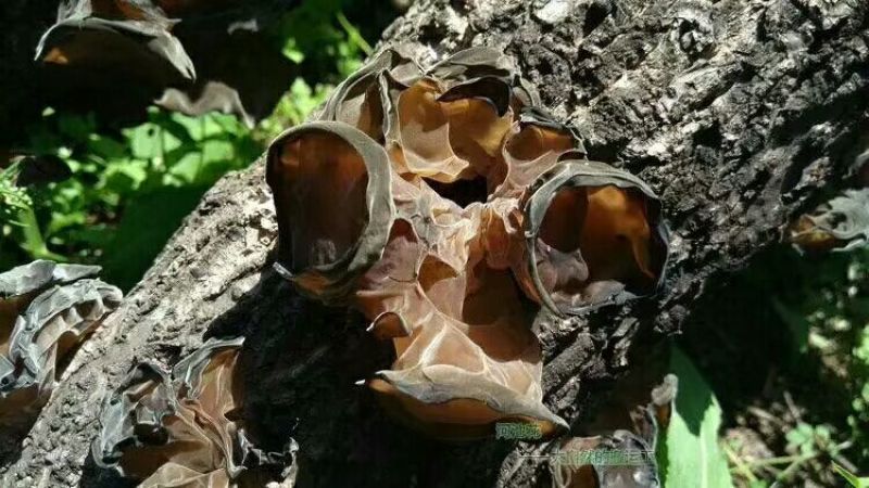 黑木耳一级