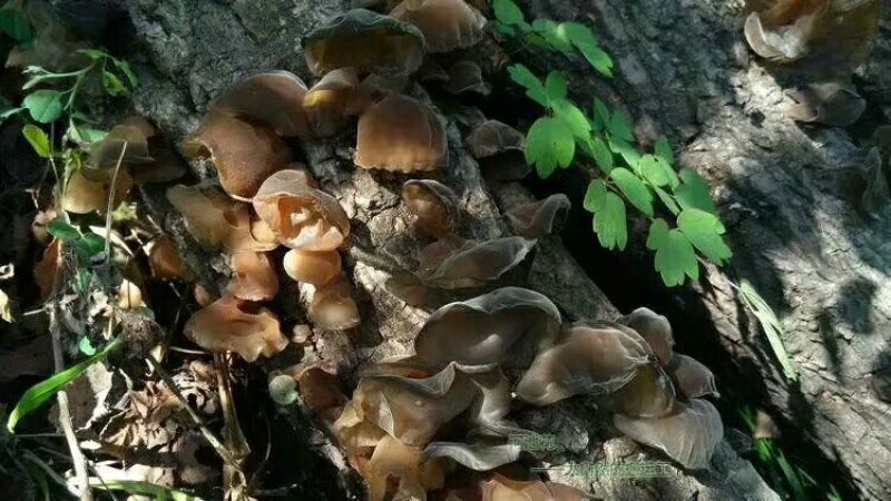 黑木耳一级