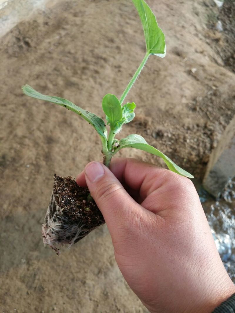 富硒西瓜2斤打底9成熟1茬