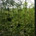 富硒西瓜2斤打底9成熟1茬