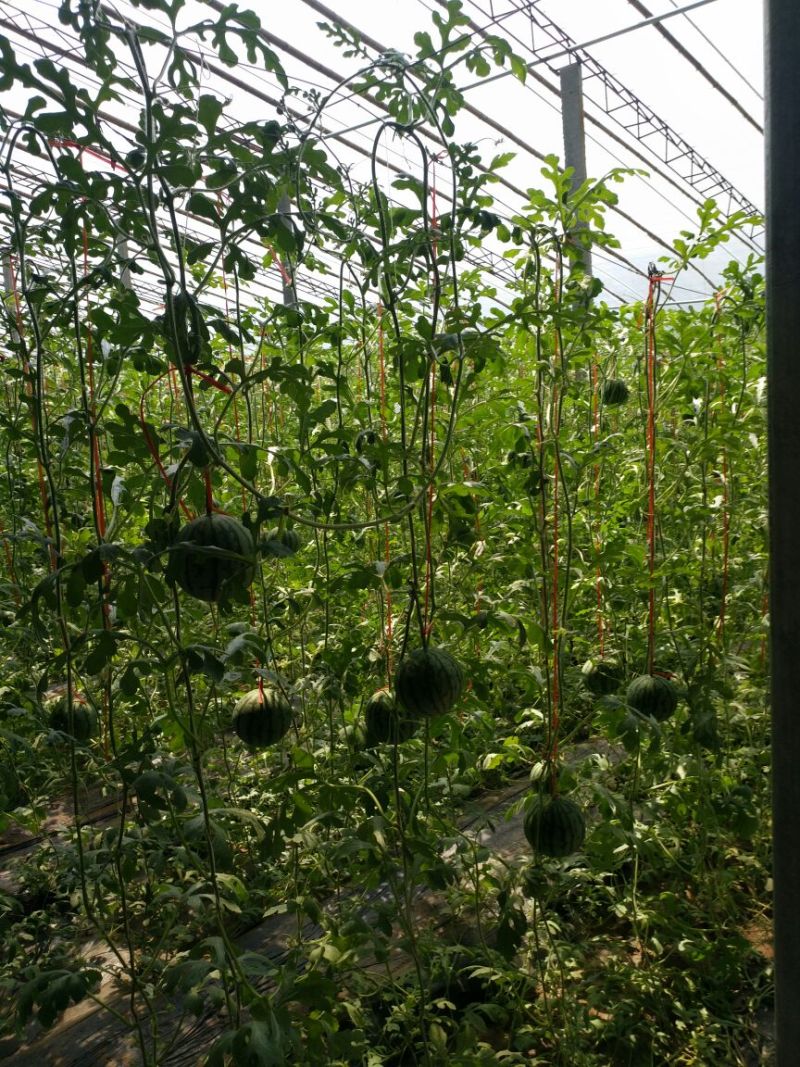 富硒西瓜2斤打底9成熟1茬