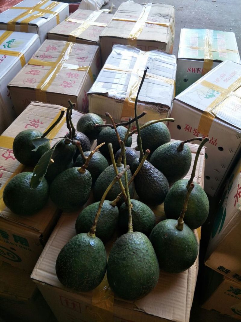 牛油果200克以上精品