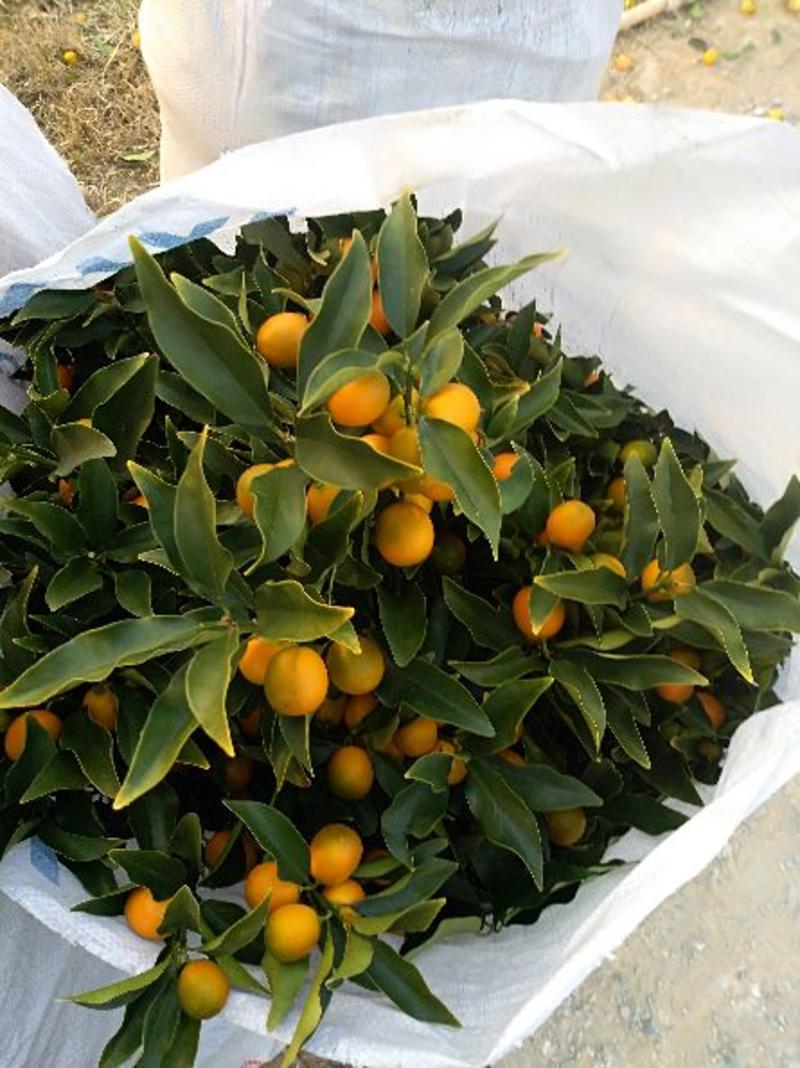 。四季金桔脆皮金桔脆蜜金柑，品种正宗，提供保果技术