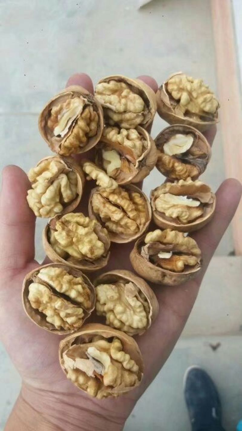 纸皮核桃真正的纸皮核桃。