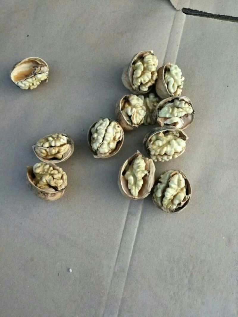 纸皮核桃真正的纸皮核桃。