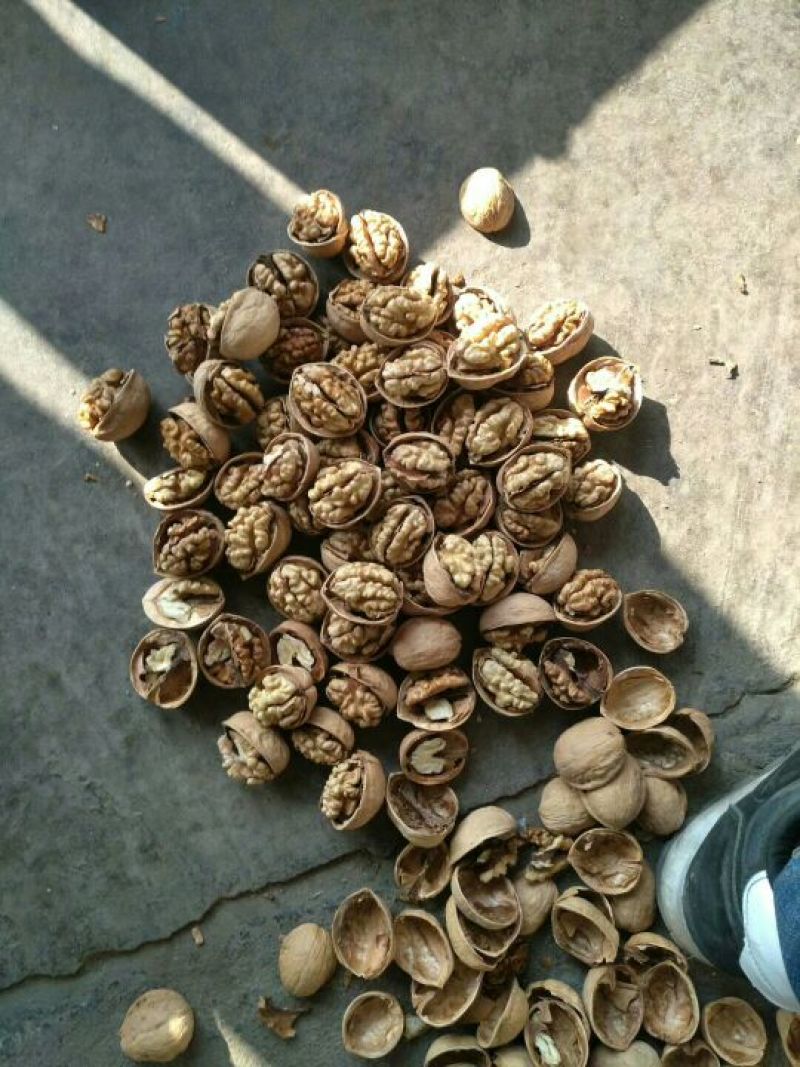 纸皮核桃真正的纸皮核桃。