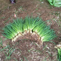 小葱30~35cm