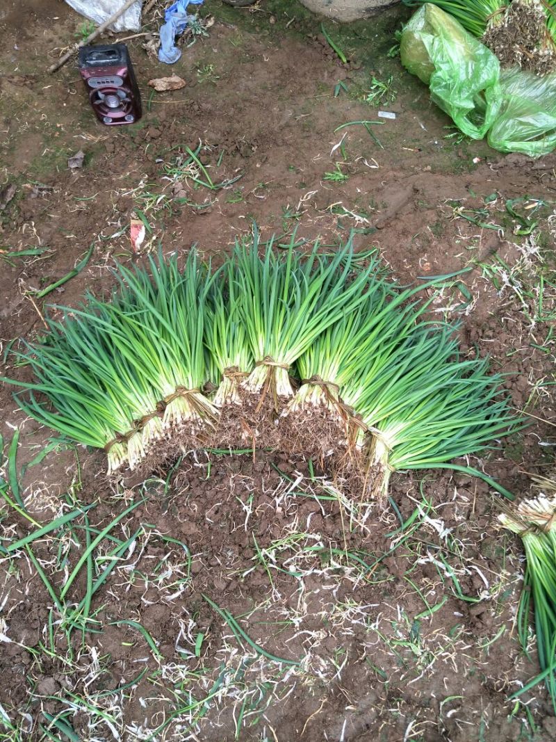小葱30~35cm