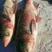 查干湖淡水胖头鱼支持全国发货支持一件代发