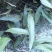 石韦大叶全草