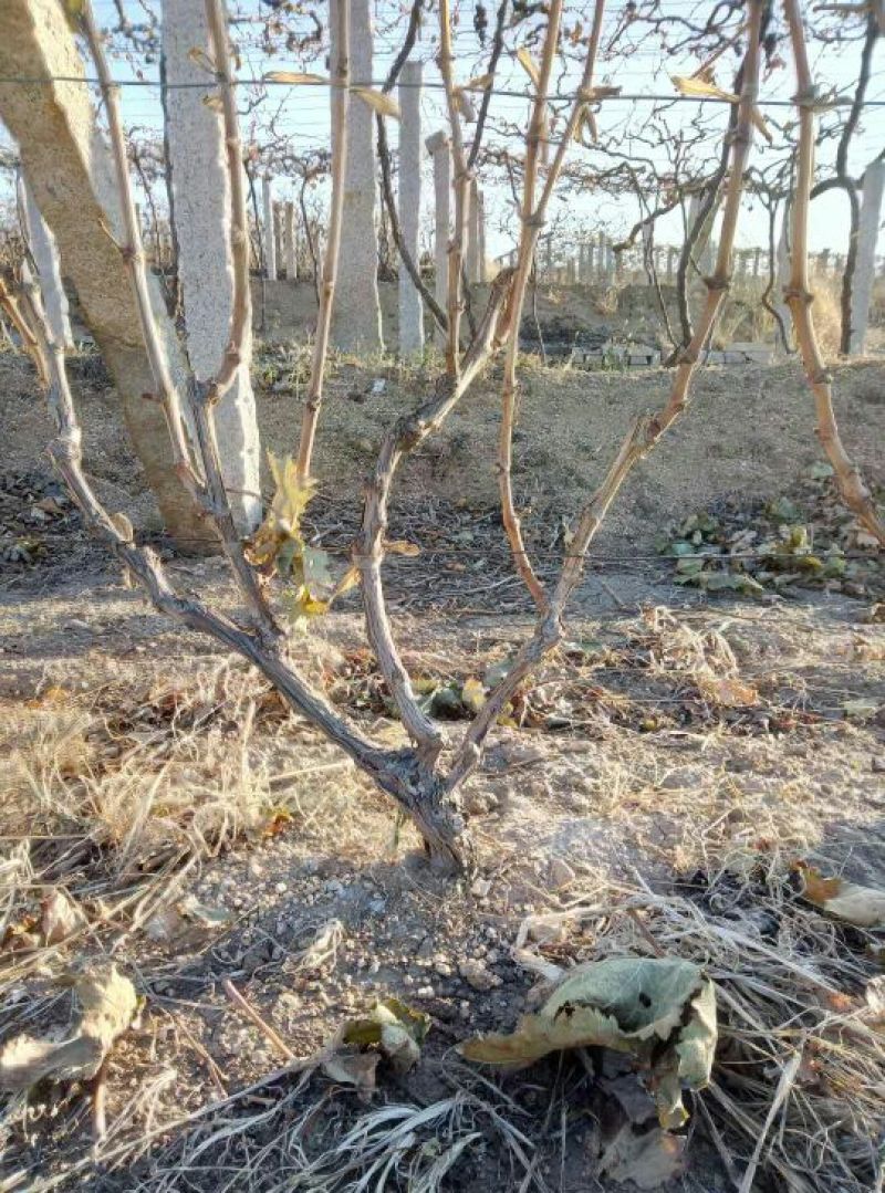 山东青岛平度玫瑰香葡萄苗8年苗50~80公分批发零售