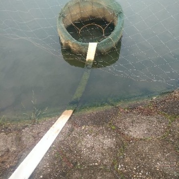 池鲤鱼饲料1~2公斤