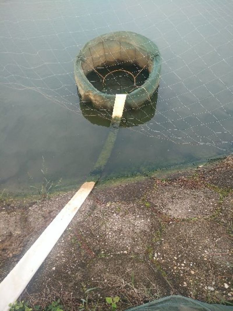 池鲤鱼饲料1~2公斤