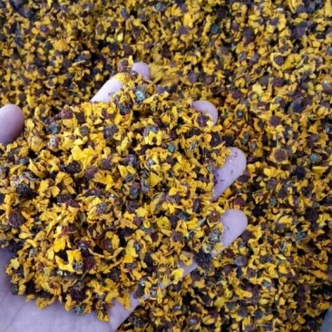 雪菊新疆1公斤起批无硫无添加不包邮泡茶正品