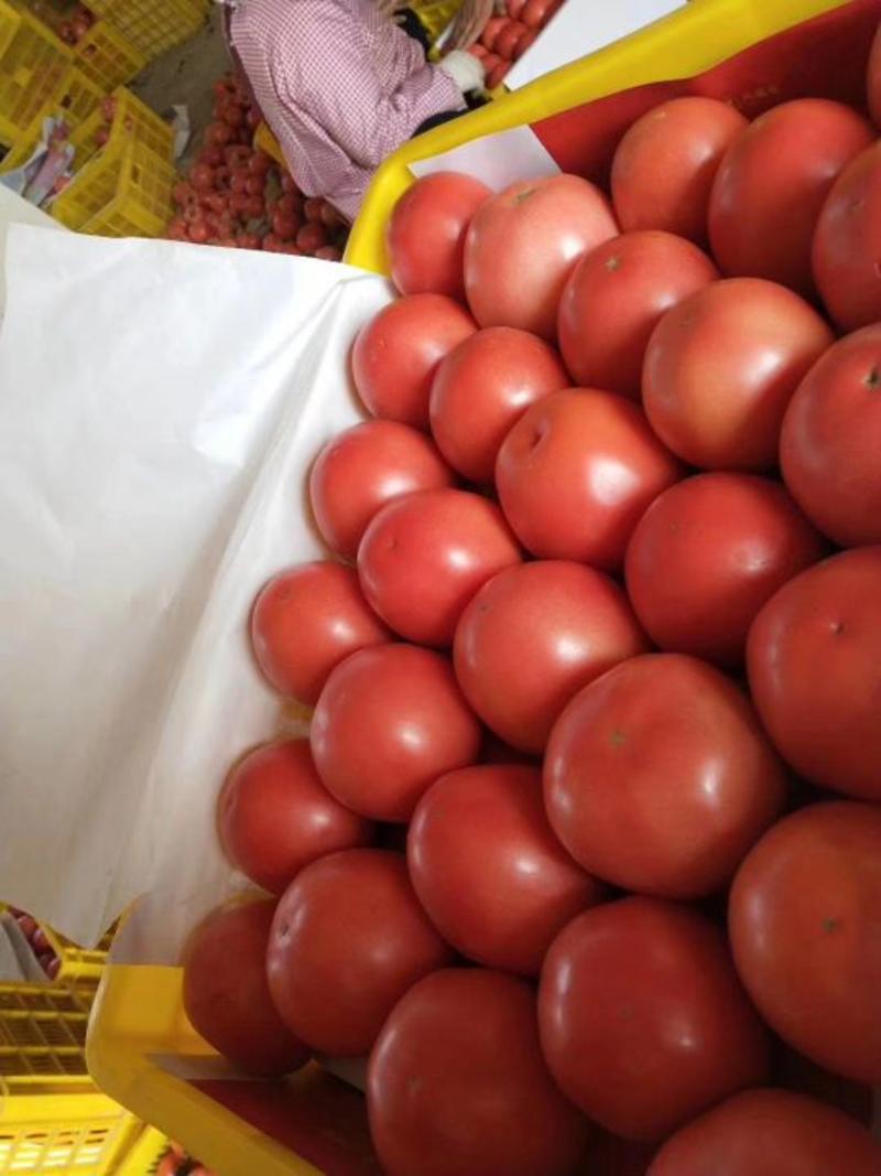 硬粉西红柿精品硬粉弧三以上产地直供一手货源