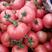 硬粉西红柿精品硬粉弧三以上产地直供一手货源