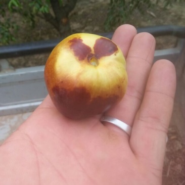 河北黄骅冬枣